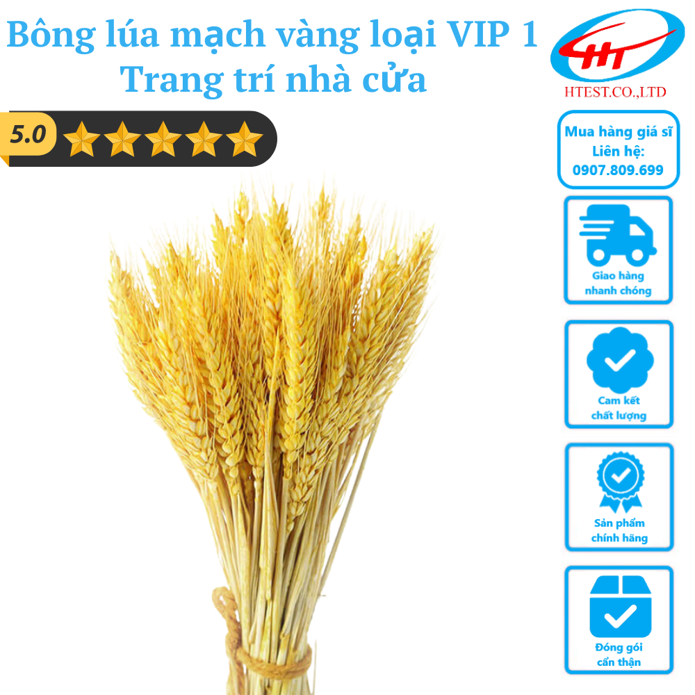 Bông lúa mạch vàng loại VIP 1 trang trí nhà cửa – Hoàng Thịnh